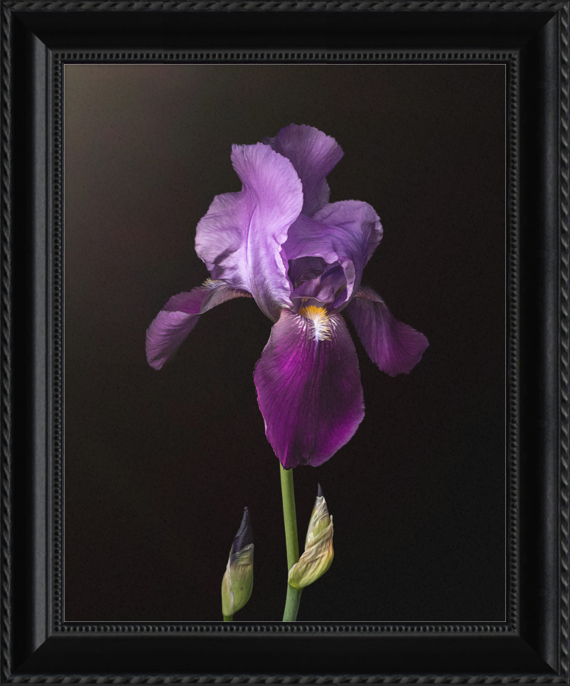 Purple Iris by Caroline Jensen