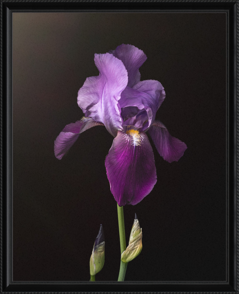 Purple Iris by Caroline Jensen