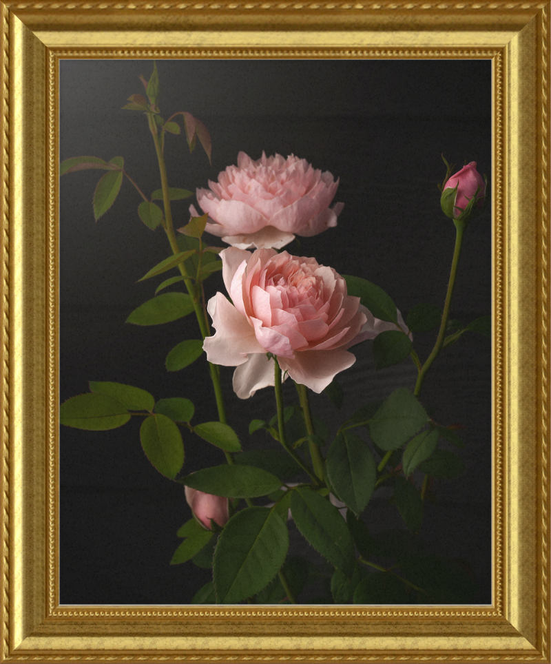 Pink Roses by Caroline Jensen