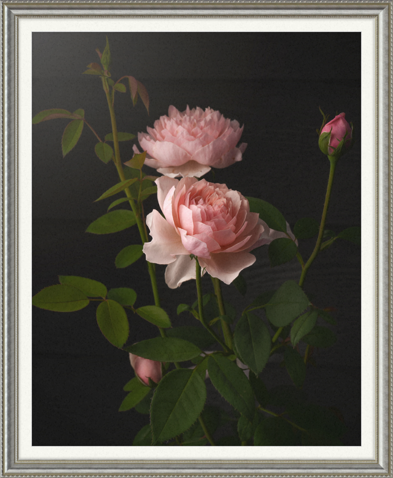 Pink Roses by Caroline Jensen
