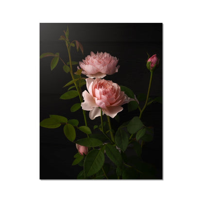 The English Rose Hahnemühle German Etching Print