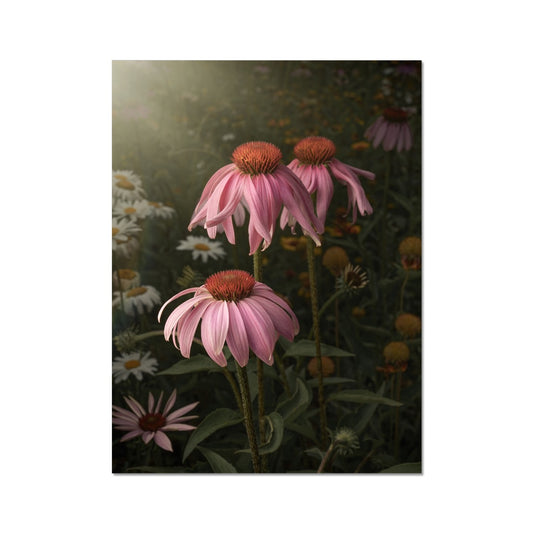 Cone Flower Trio Hahnemühle Photo Rag Print