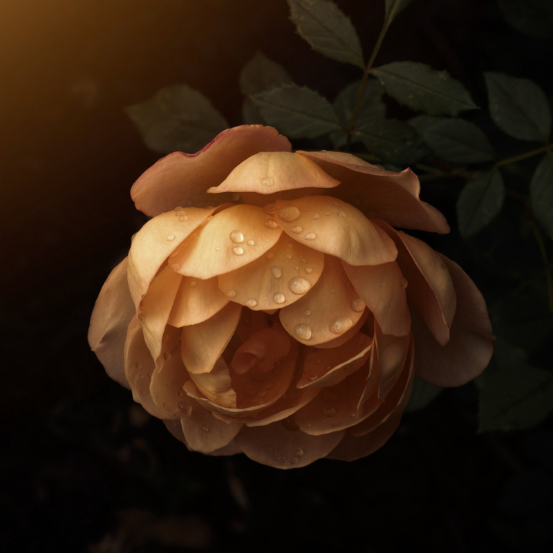 Lady of Shalott Rose After the Rain