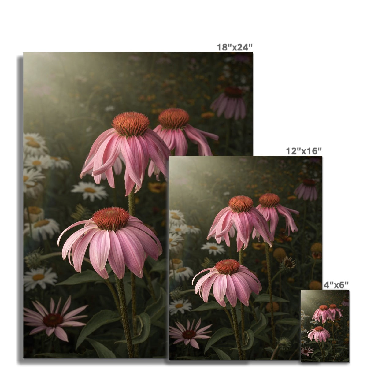 Cone Flower Trio Hahnemühle German Etching Print
